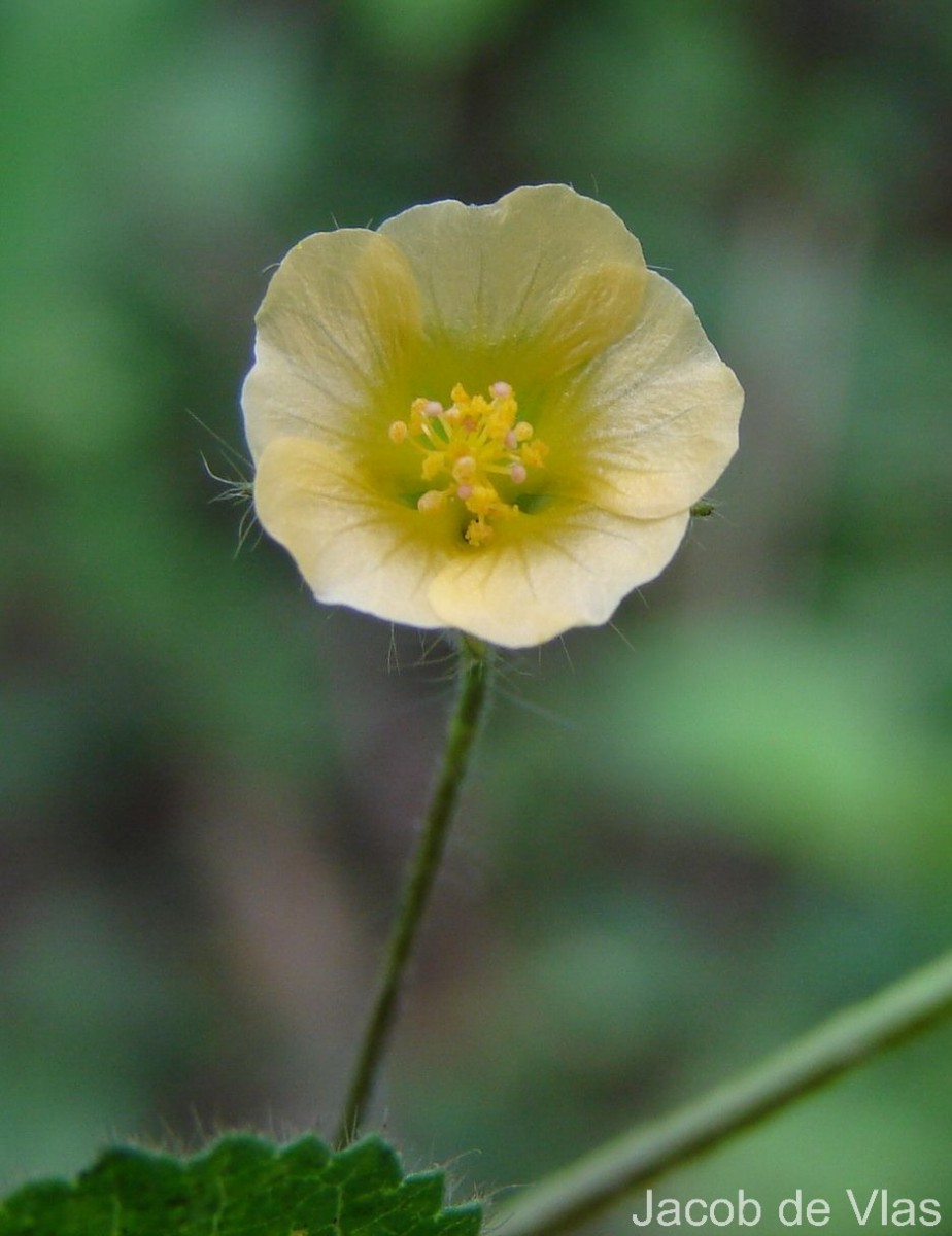 Sida cordata (Burm.f.) Borss.Waalk.